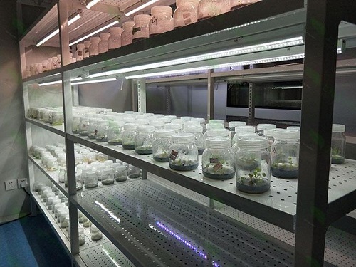 惠济植物组织培养实验室设计建设方案